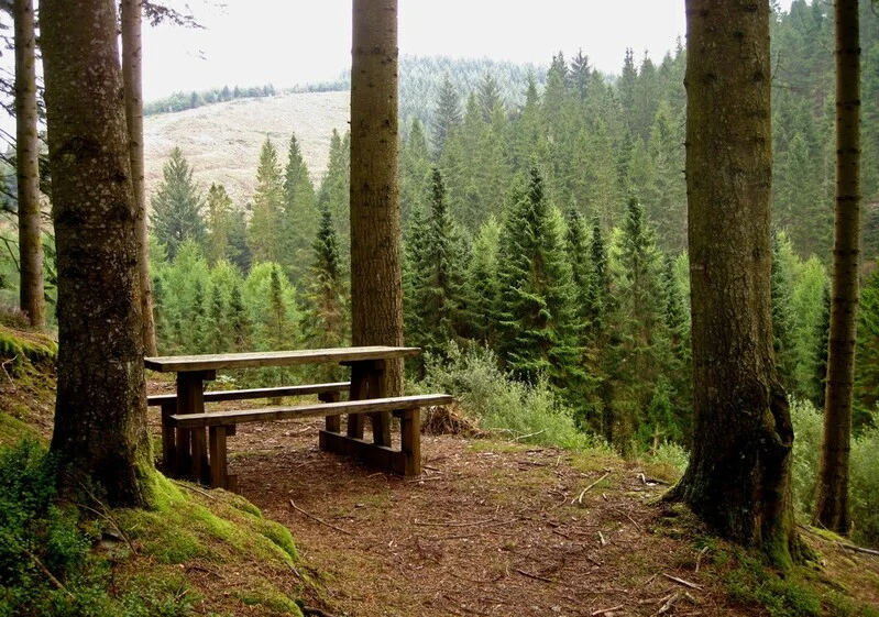 Brechfa Forest